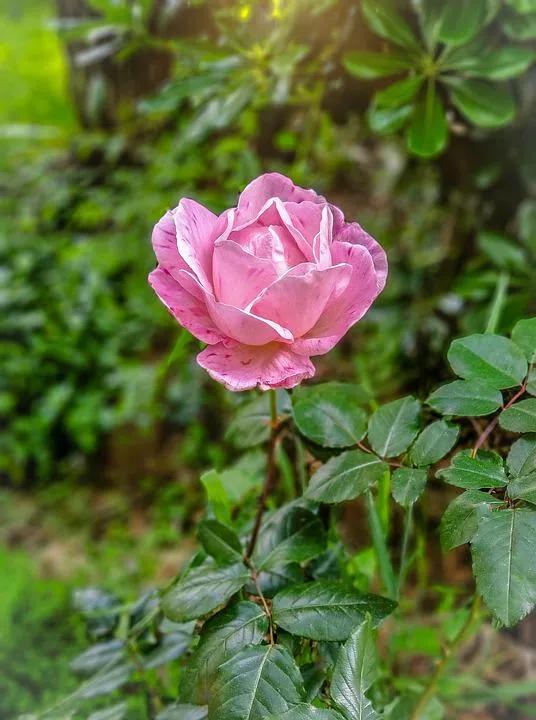 520适合发朋友圈的配图爱情,入目无别人四下皆是你英语