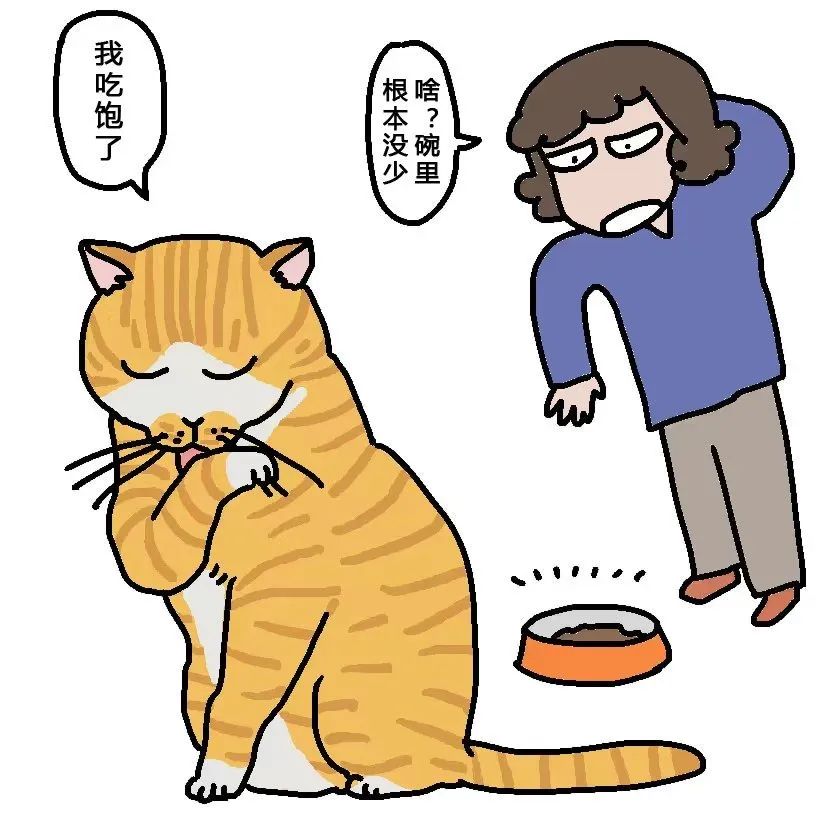 猫咪要怎么喂才是正确的答案,猫咪能每天喂猫吃不同的肉吗