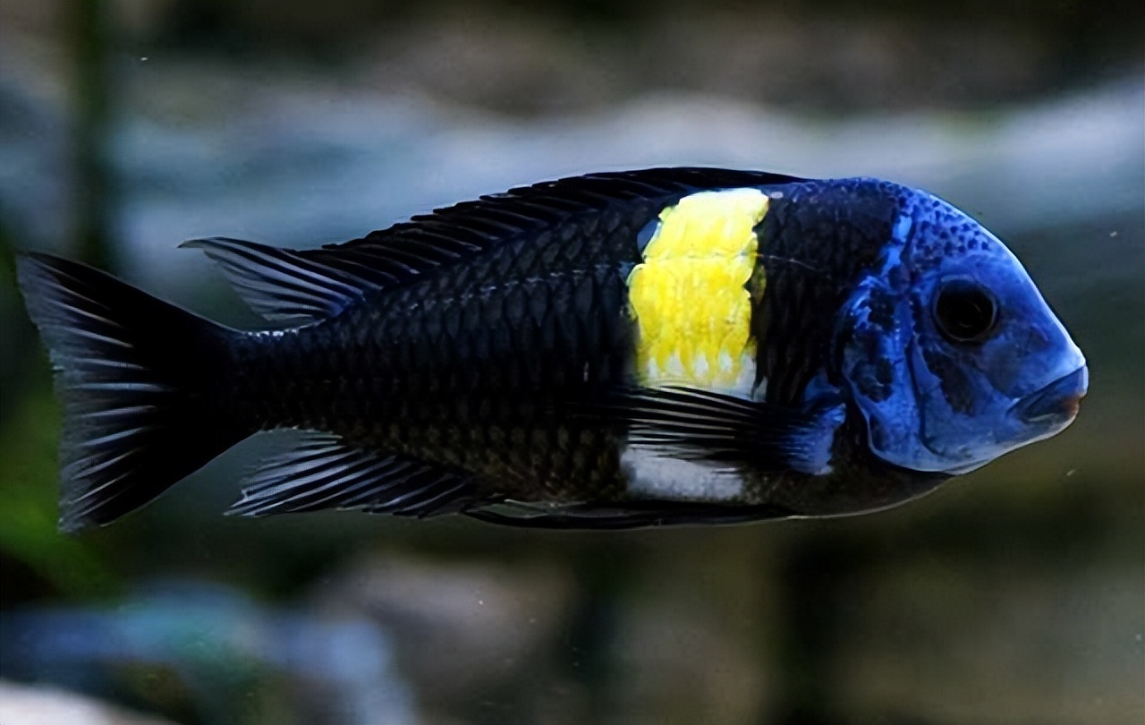 坦湖慈鲷和三湖慈鲷有什么区别,三湖慈鲷和南美慈鲷能一起养吗