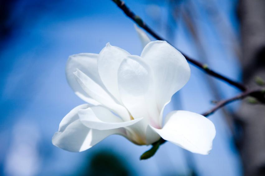 玉兰花古诗30首,玉兰花开古诗