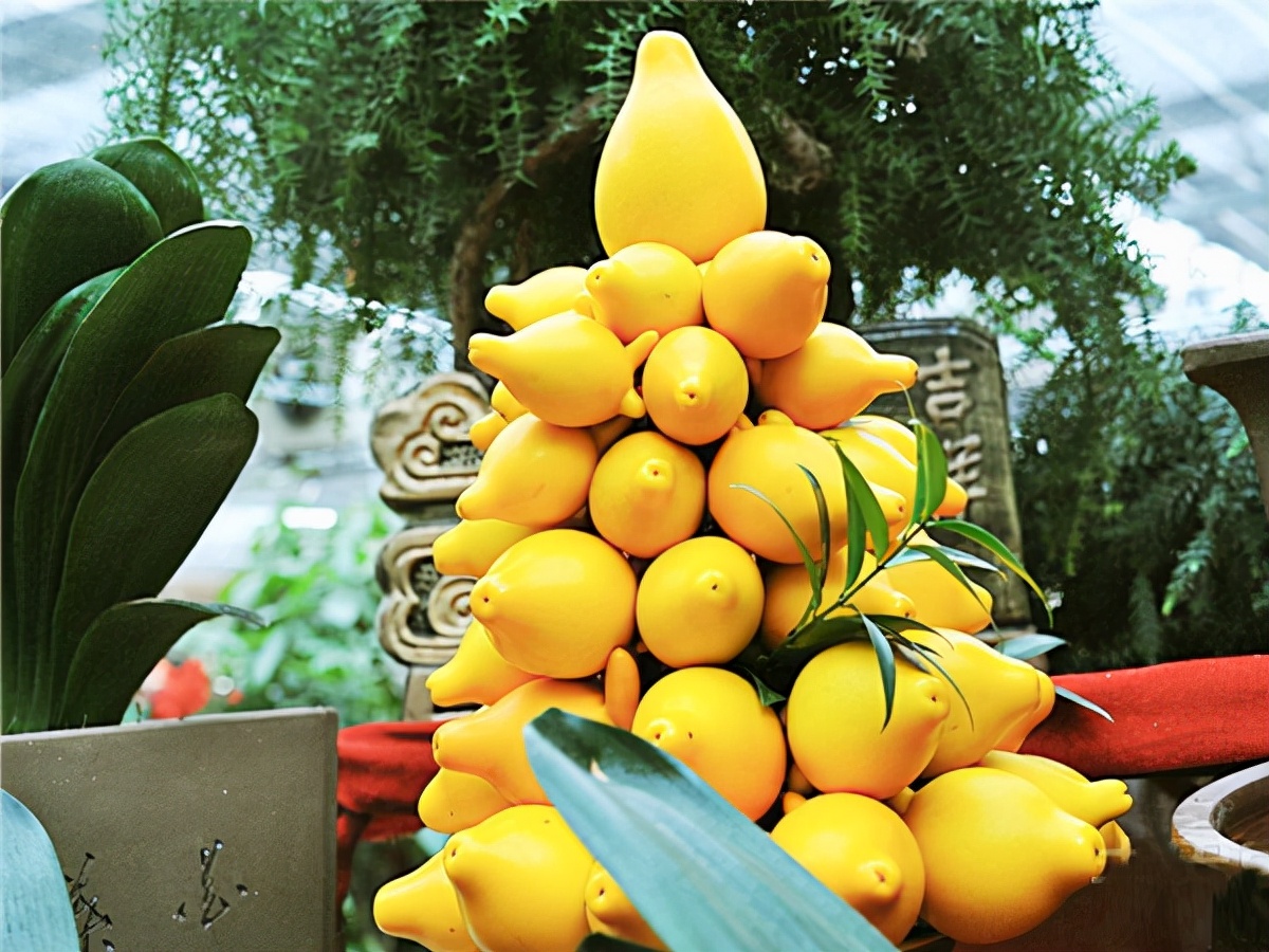 新手养柠檬树,懒人吸水花盆柠檬树