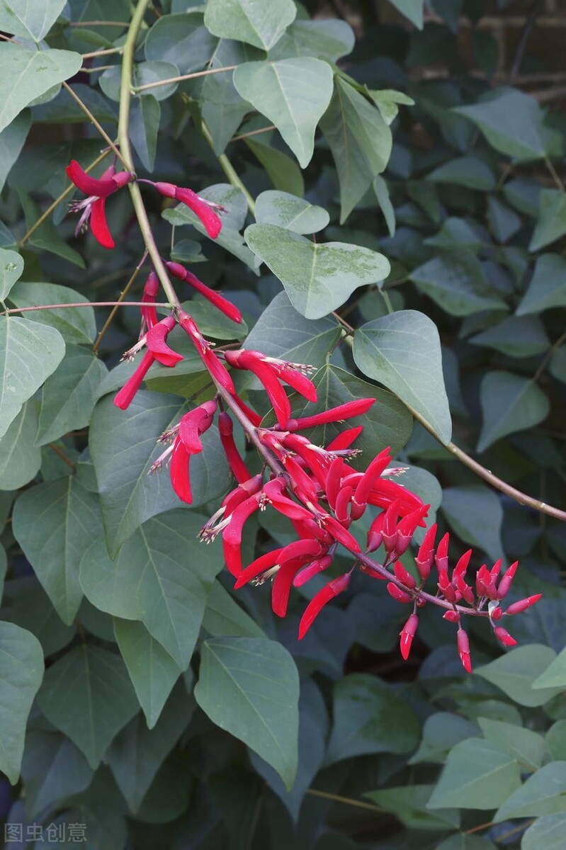 名伦珊瑚颂,欣赏美丽的珊瑚