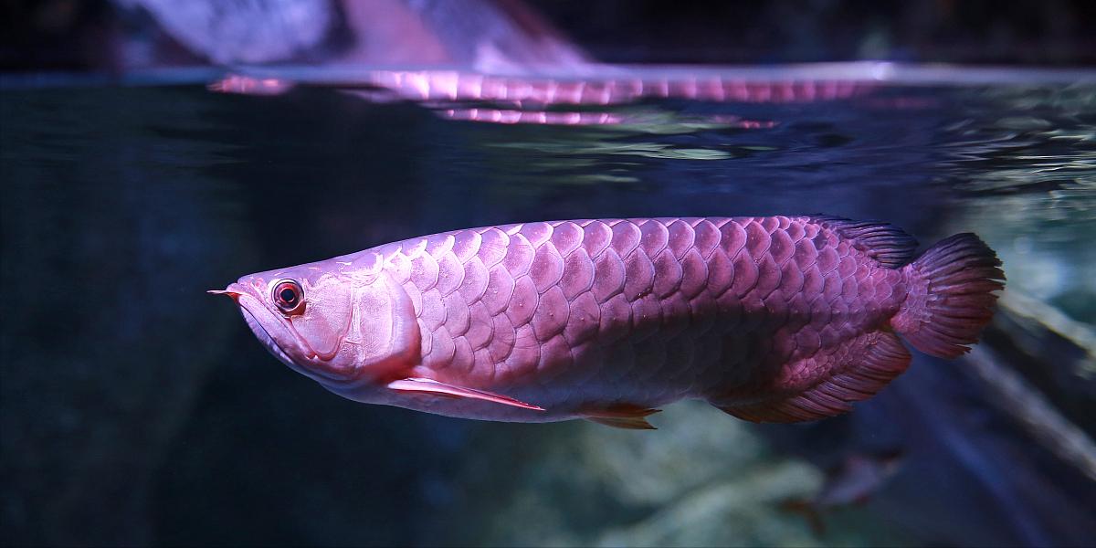 混养龙鱼趴缸是什么原因造成的,龙鱼受到惊吓趴缸怎么解决