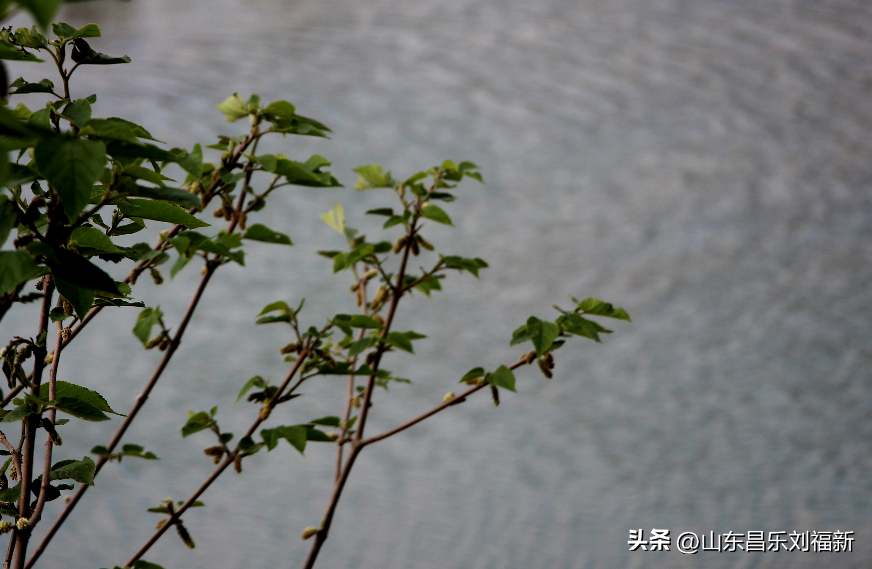 洋槐花·万马奔腾电器·鄌郚医院贴膏药