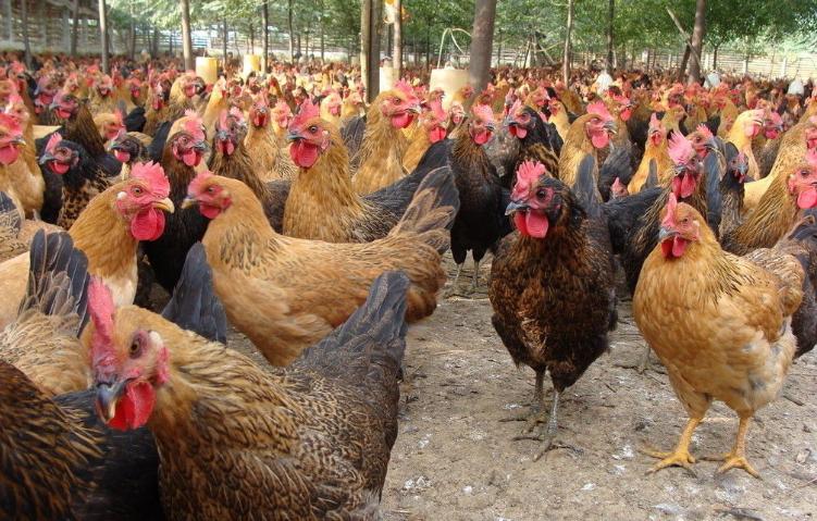 土鸡真的受欢迎吗,养土鸡的前景和注意事项