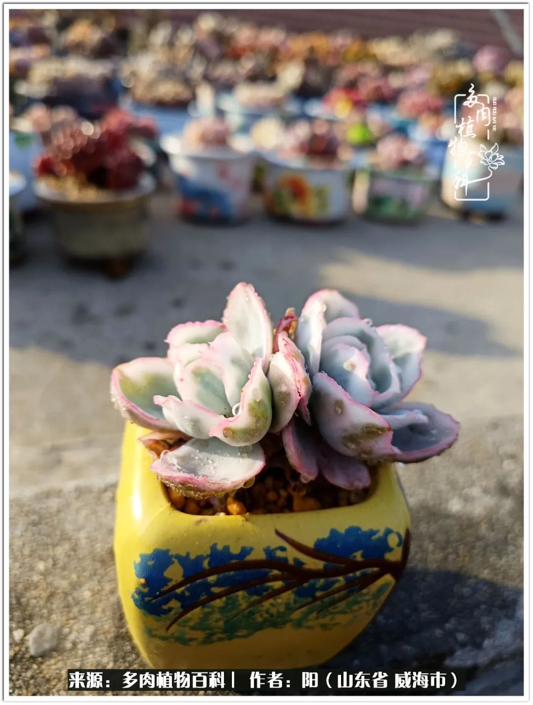 浜洪棿鐑熺伀鑷湁涓囧崈棰滆壊,浜洪棿鐑熺伀鐨嗘槸骞冲嚒棰滆壊