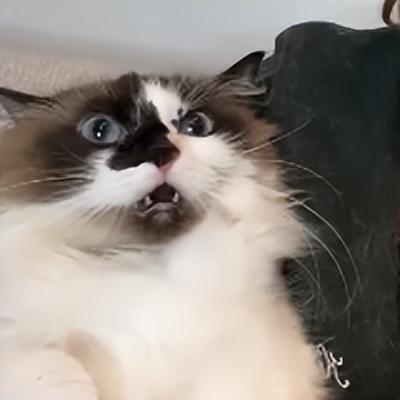 猫咪疯狂的吃猫砂,猫咪吃的猫砂是怎么做的