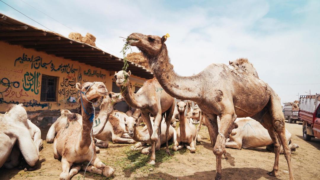 长袍、拖鞋，亲身经历告诉你中东人衣食住行都有什么有意思的点