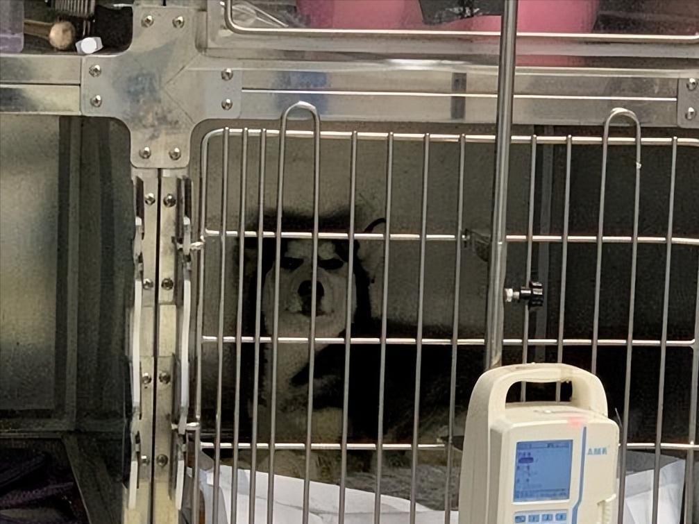 细小痊愈后多久能接触别的狗狗,细小治愈之后不活泼了