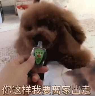 家养的小泰迪需要驱虫吗,家养泰迪攻略