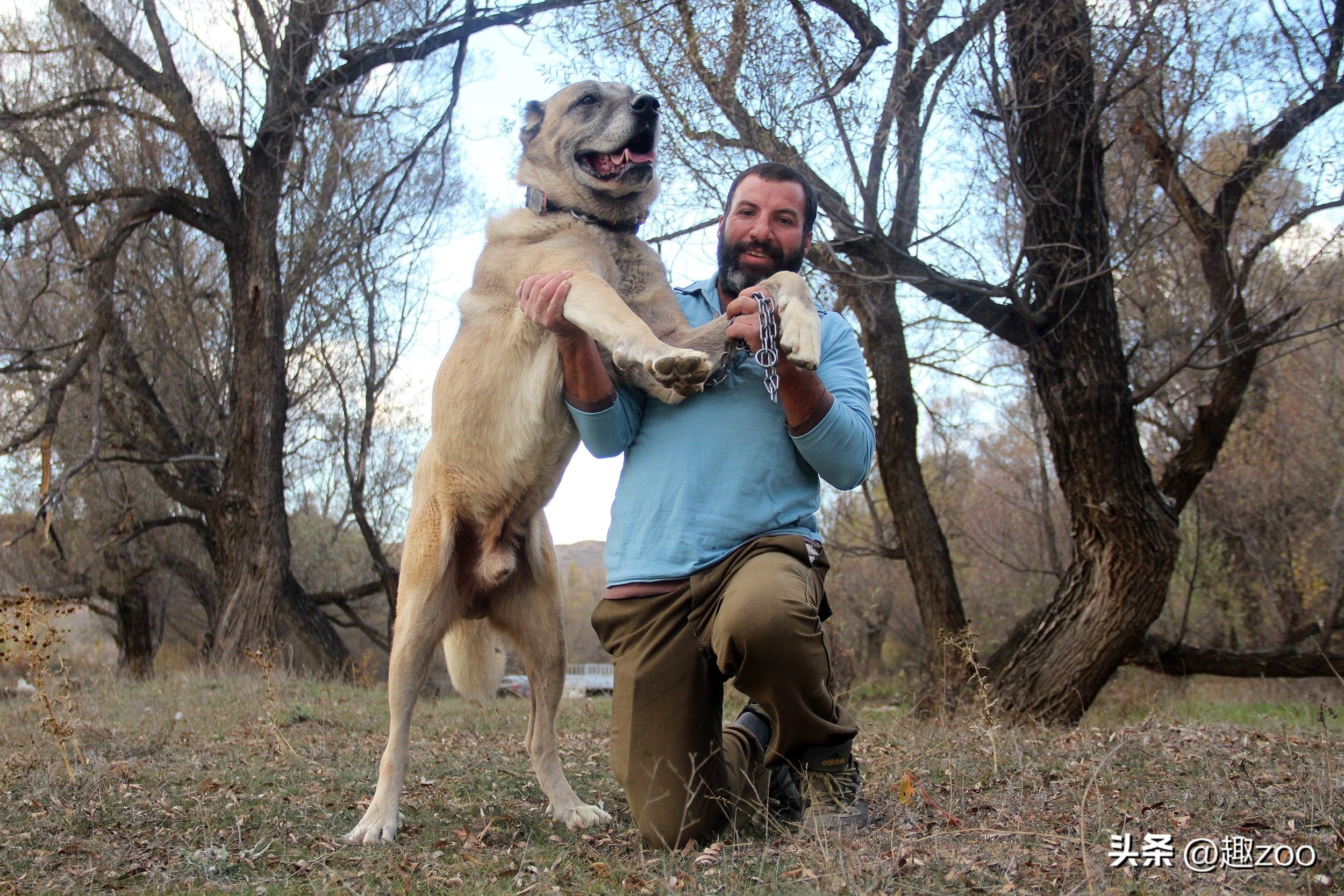 世界十大狗智商排名,世界十大咬合力最强狗