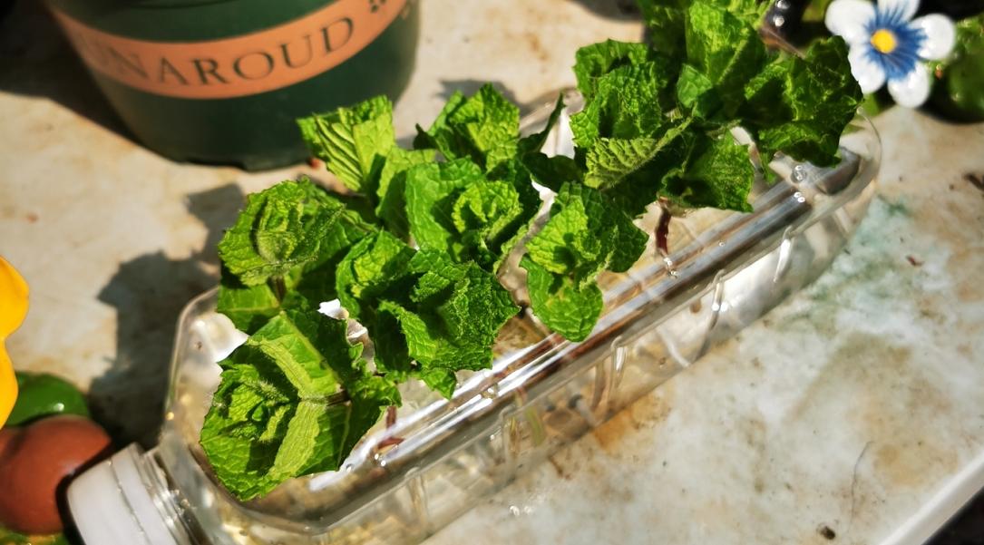 薄荷扦插为什么一晒太阳就下来了,扦插的薄荷怎么发蔫