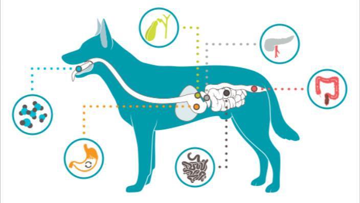 blackmores澳佳宝,blackmores澳佳宝天猫