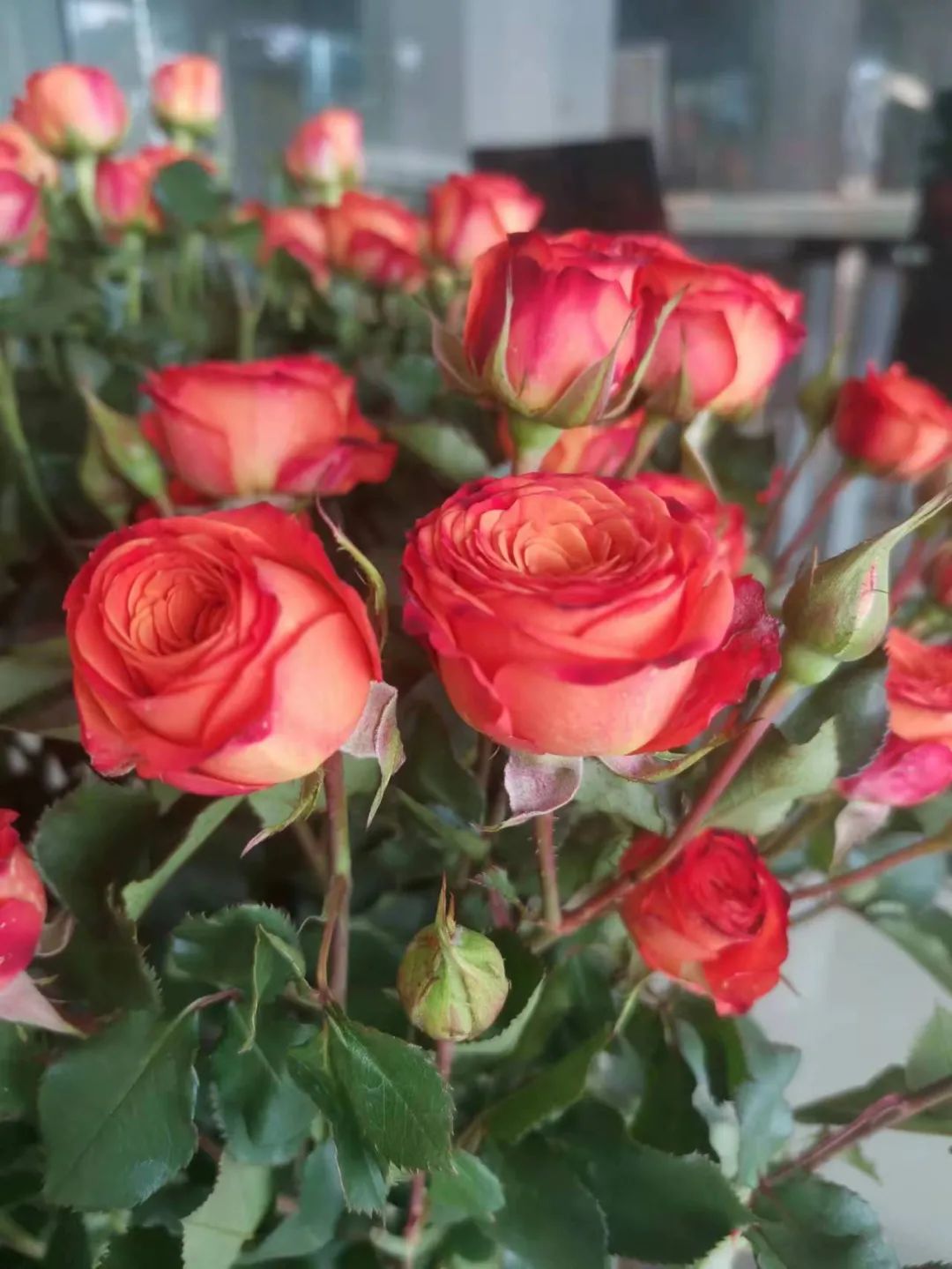 月季玫瑰蔷薇区别,蔷薇月季玫瑰之间的区别