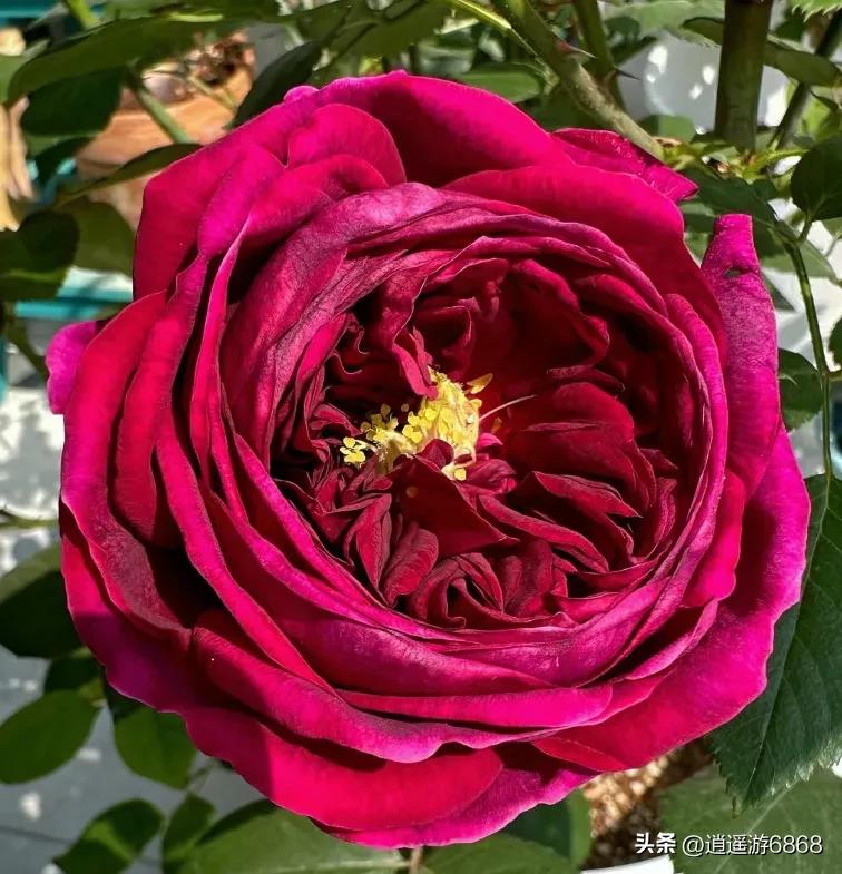 欧月皇宫深紫色月季花,月季花美图