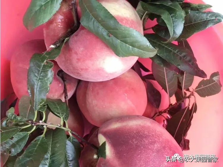 优质果树苗木品种介绍,最好的新品种苹果苗木