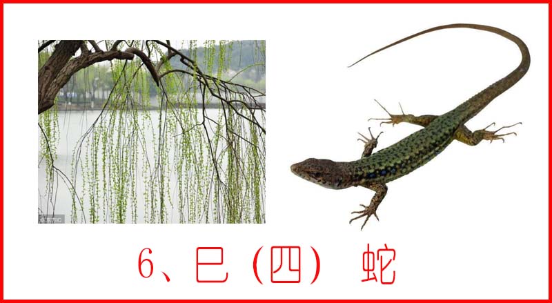 十天干十二地支十二生肖图片,地支与十二生肖搭配表图