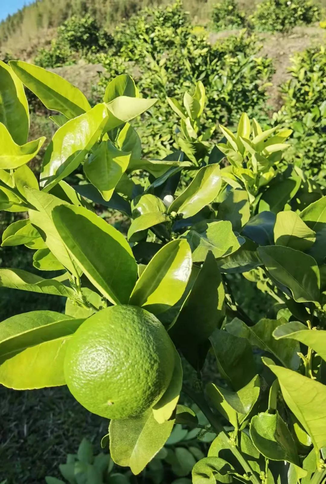 柑橘6月份的病虫管理措施,春季雨水多柑橘怎么保果