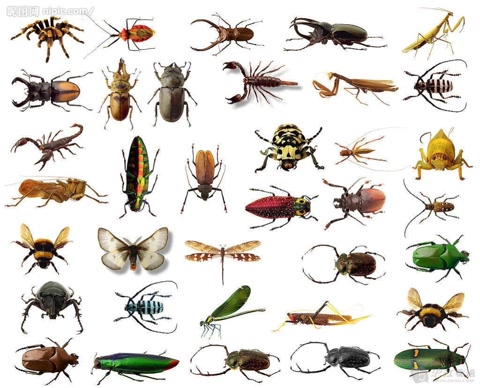 鸡为什么是蝎子的克星,鸡为什么是虫子的天敌呢