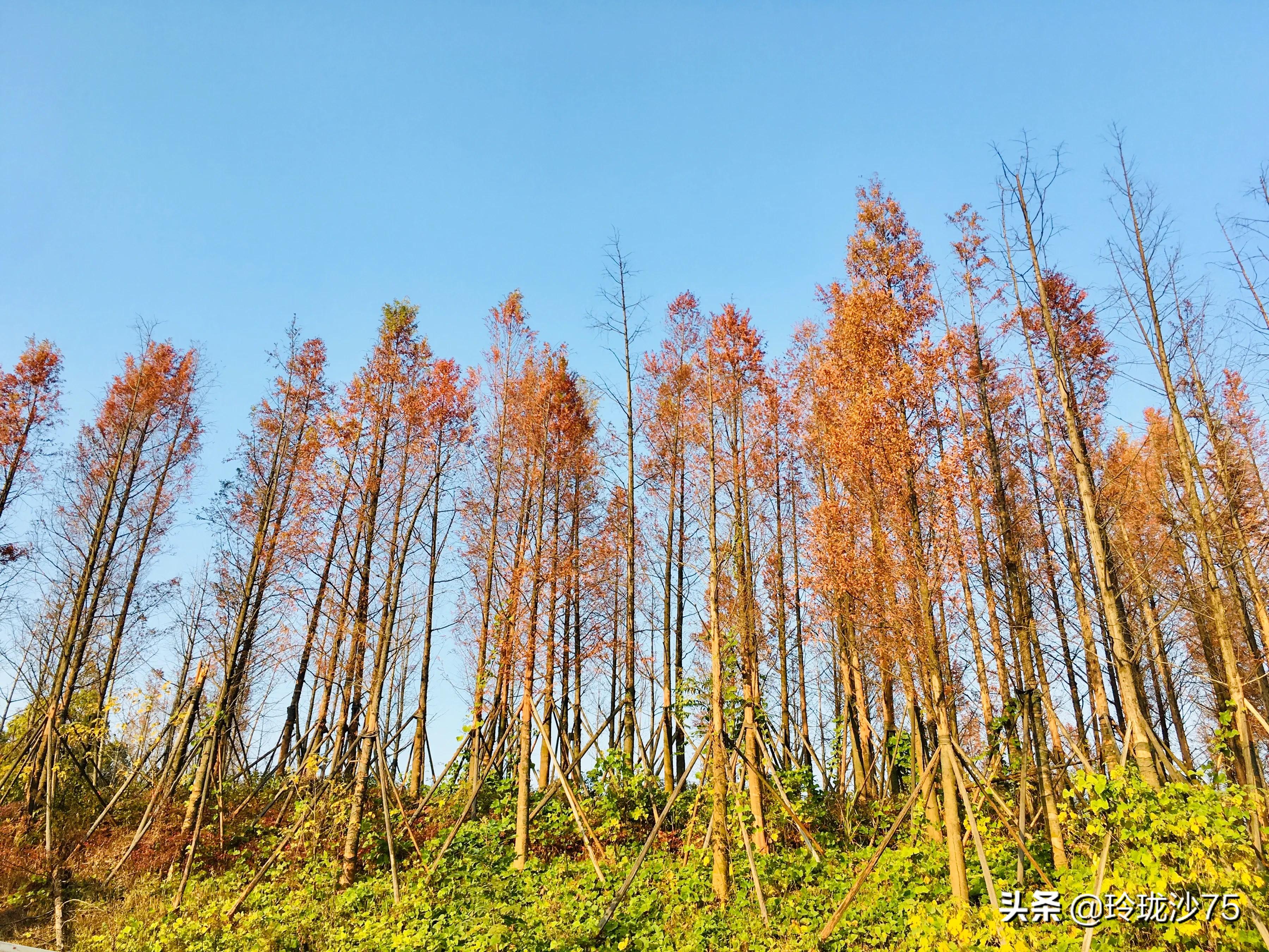 长沙风景美丽的篮球场,长沙王陵公园生态足球场