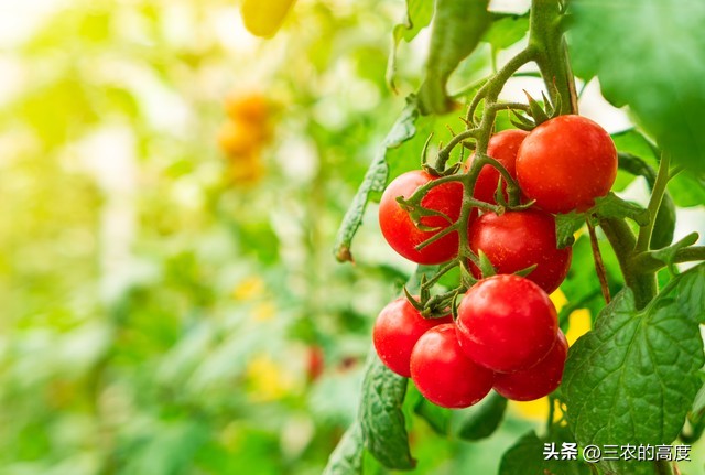 番茄怎么打叉枝才能高产稳产,番茄坐果整枝的正确方法