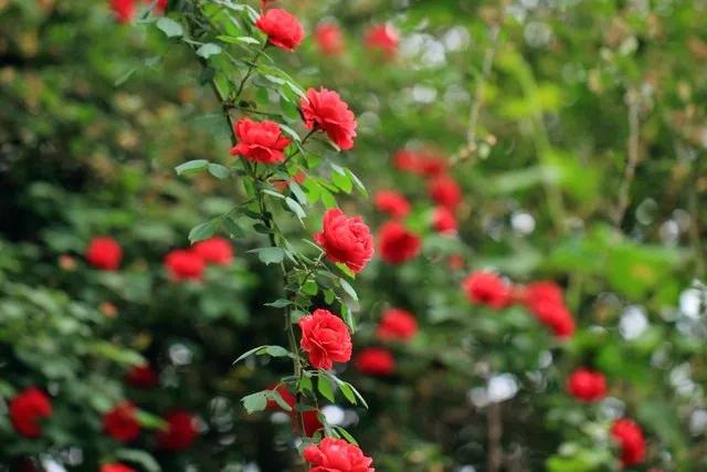 我爱月季花完整版,我爱月季花300字作文