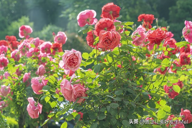 我爱月季花歌曲,我爱月季花300字