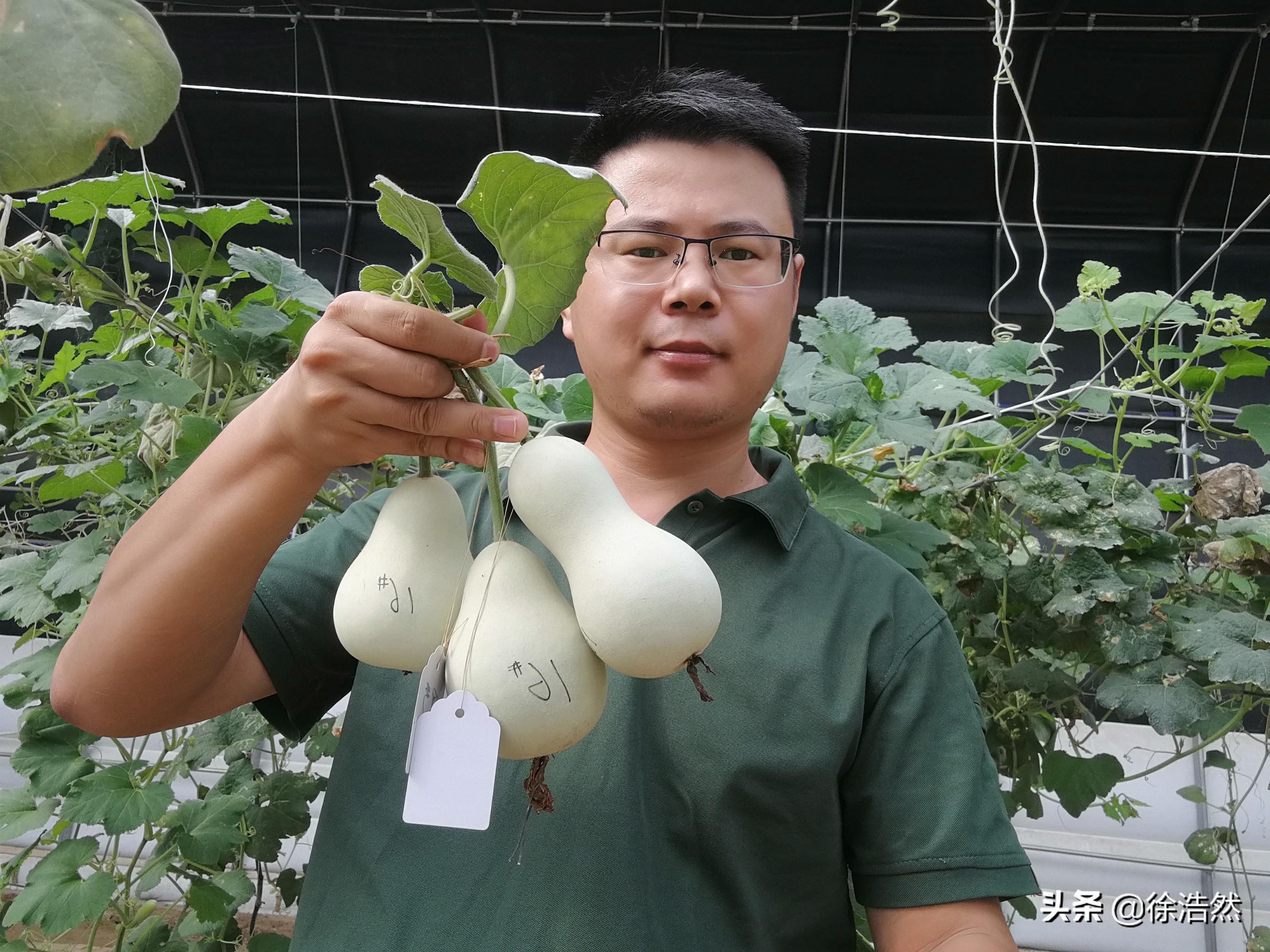 葫芦发家致富,种大葫芦利润