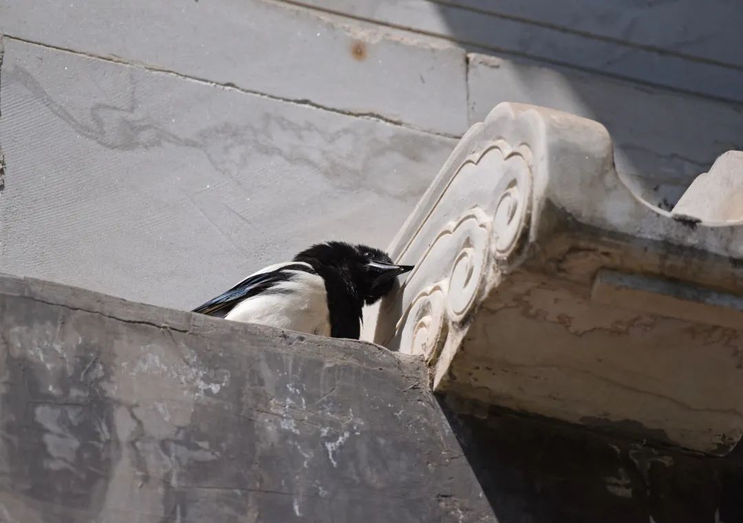 为啥乌鸦不敢招惹喜鹊,喜鹊凶猛