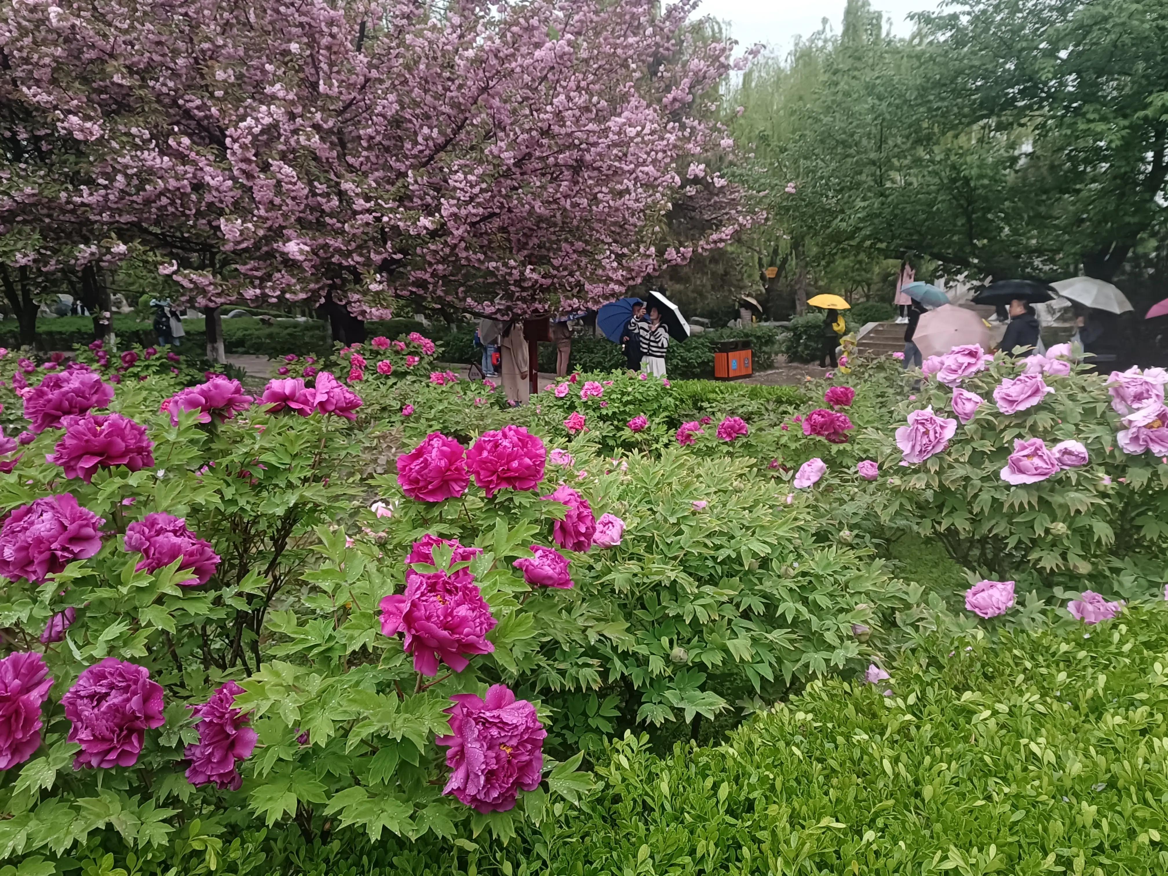 樱花枝头花争艳,西安青龙寺牡丹樱花娇艳盛开