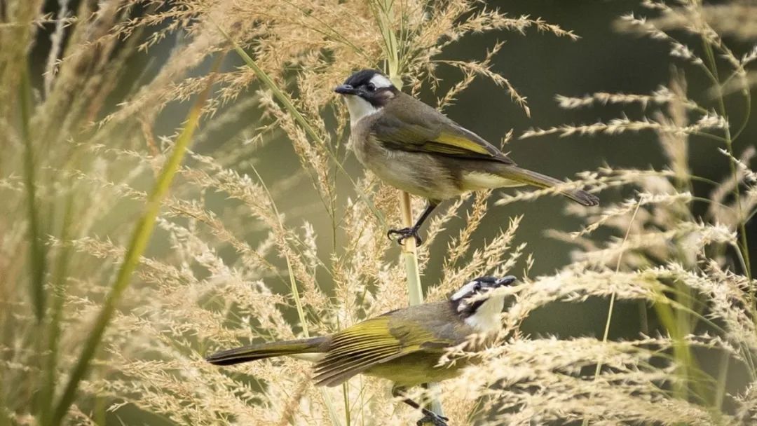 港澳旅游专列首游,广州出发香港澳门两日游自由行