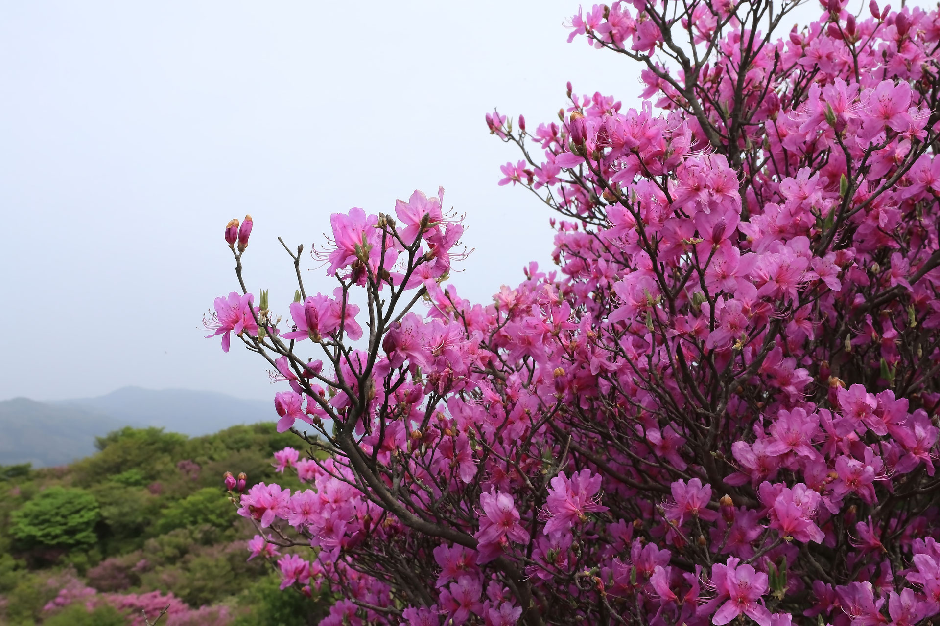 关于春天的古诗有图有诗意,唐诗三百首关于春的诗句及赏析