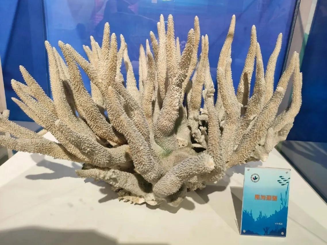 中国地质博物馆藏宝图,国家地质博物馆藏品