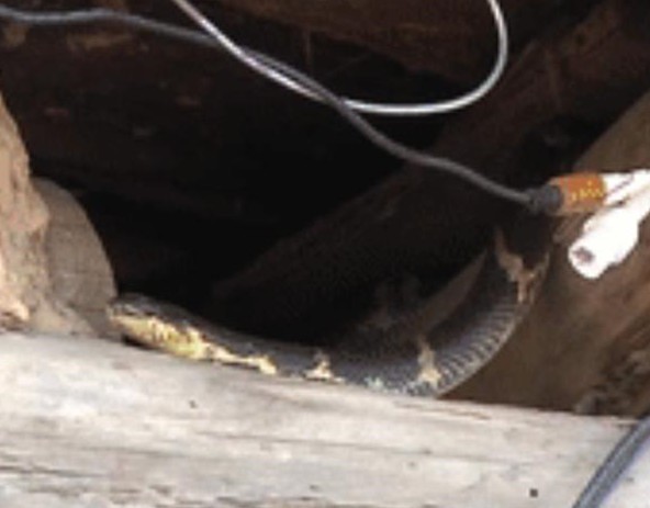 黑龙江养蜂女刘玉平：与20条大蛇同睡在一张床上，至今没被咬过