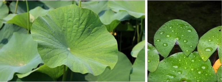 荷花睡莲你能分清吗,荷花和睡莲你能真的分得清楚吗