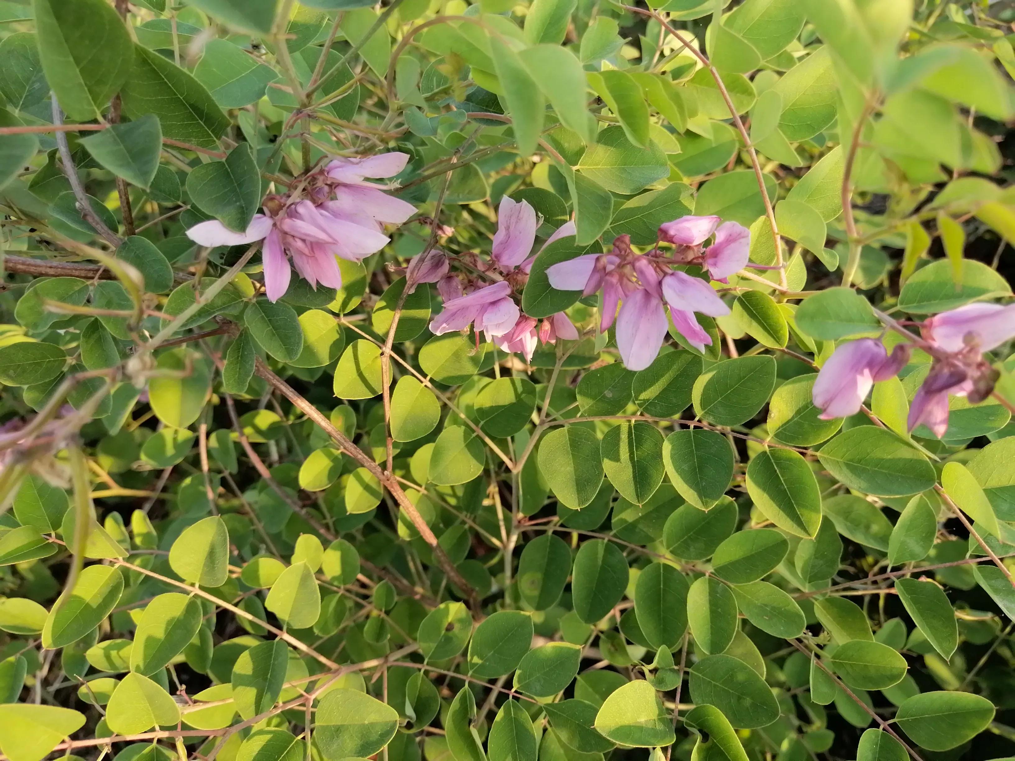 傍晚的乡村,傍晚的乡村如诗如画