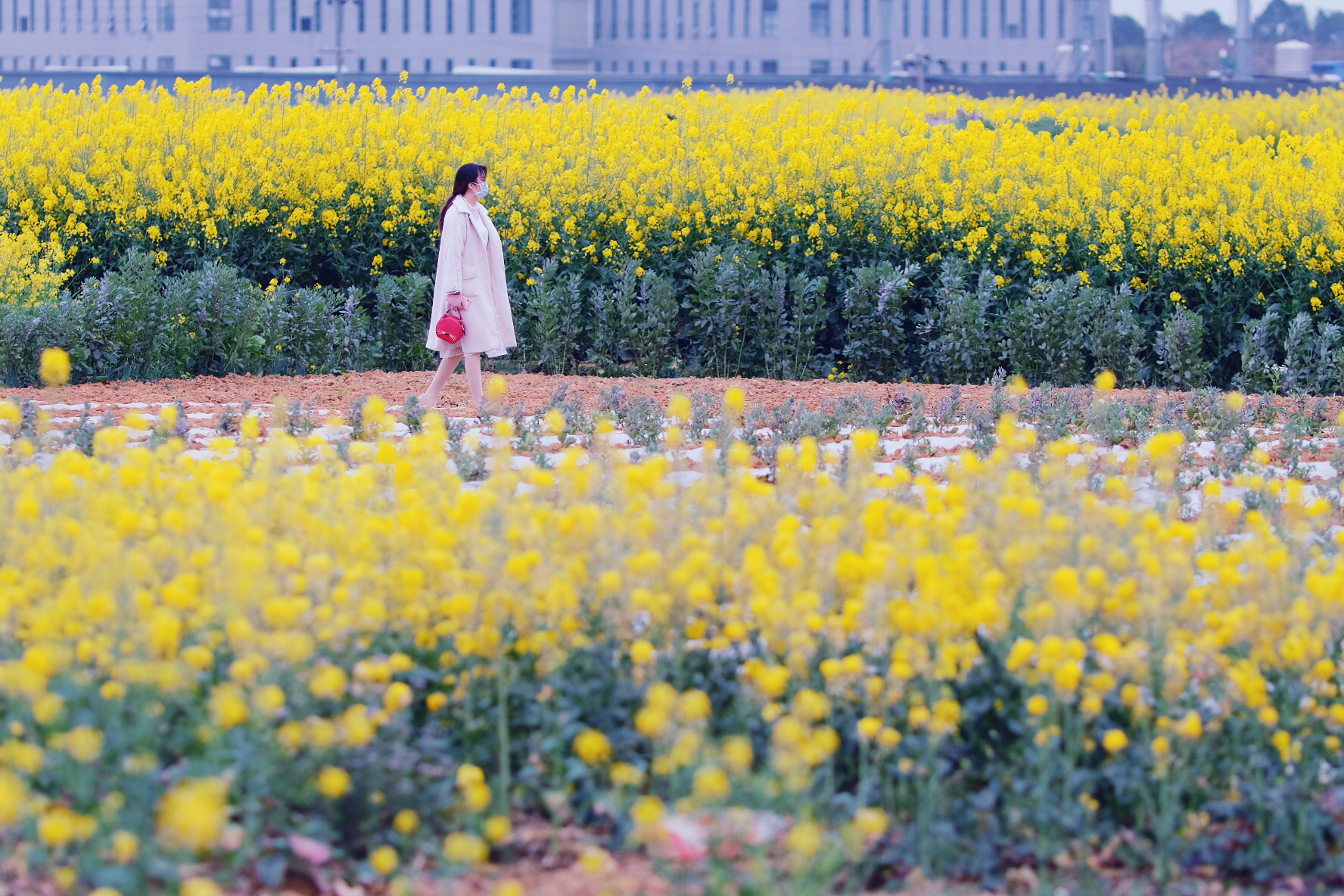 双流赏花免费地点三月份,成都双流区赏花景点在哪里