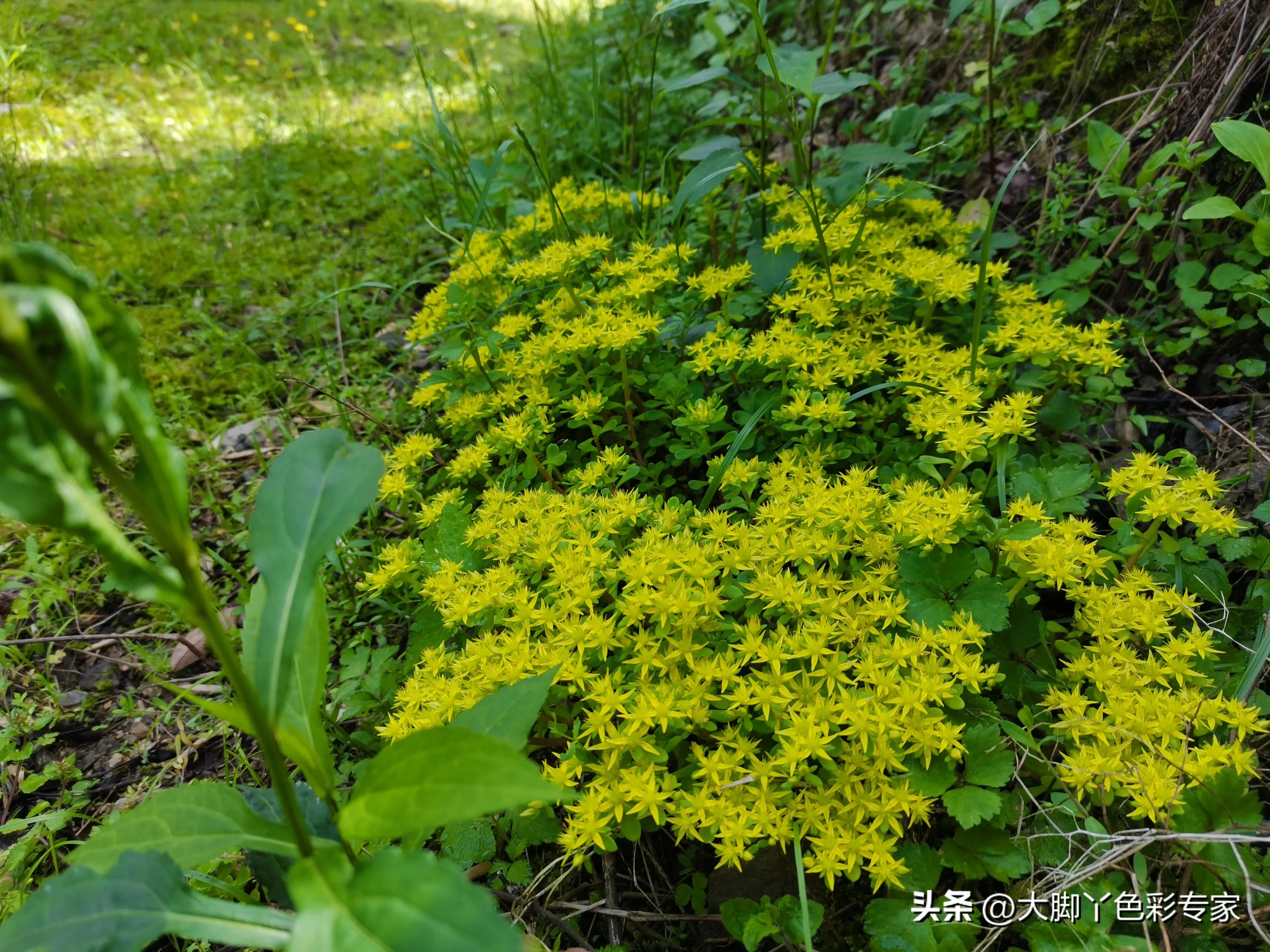 郴州八面山云海,郴州桂东县八面山风景区