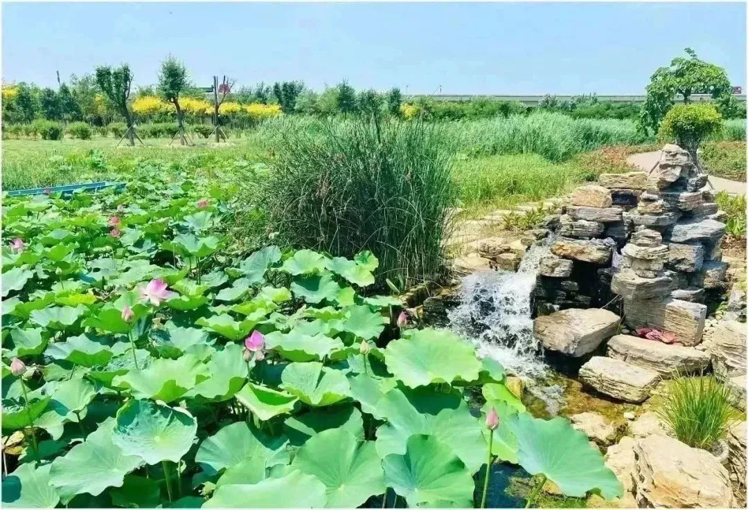 空港生态绿廊换色焕彩“绝绝紫”“夏日粉”绚丽登场