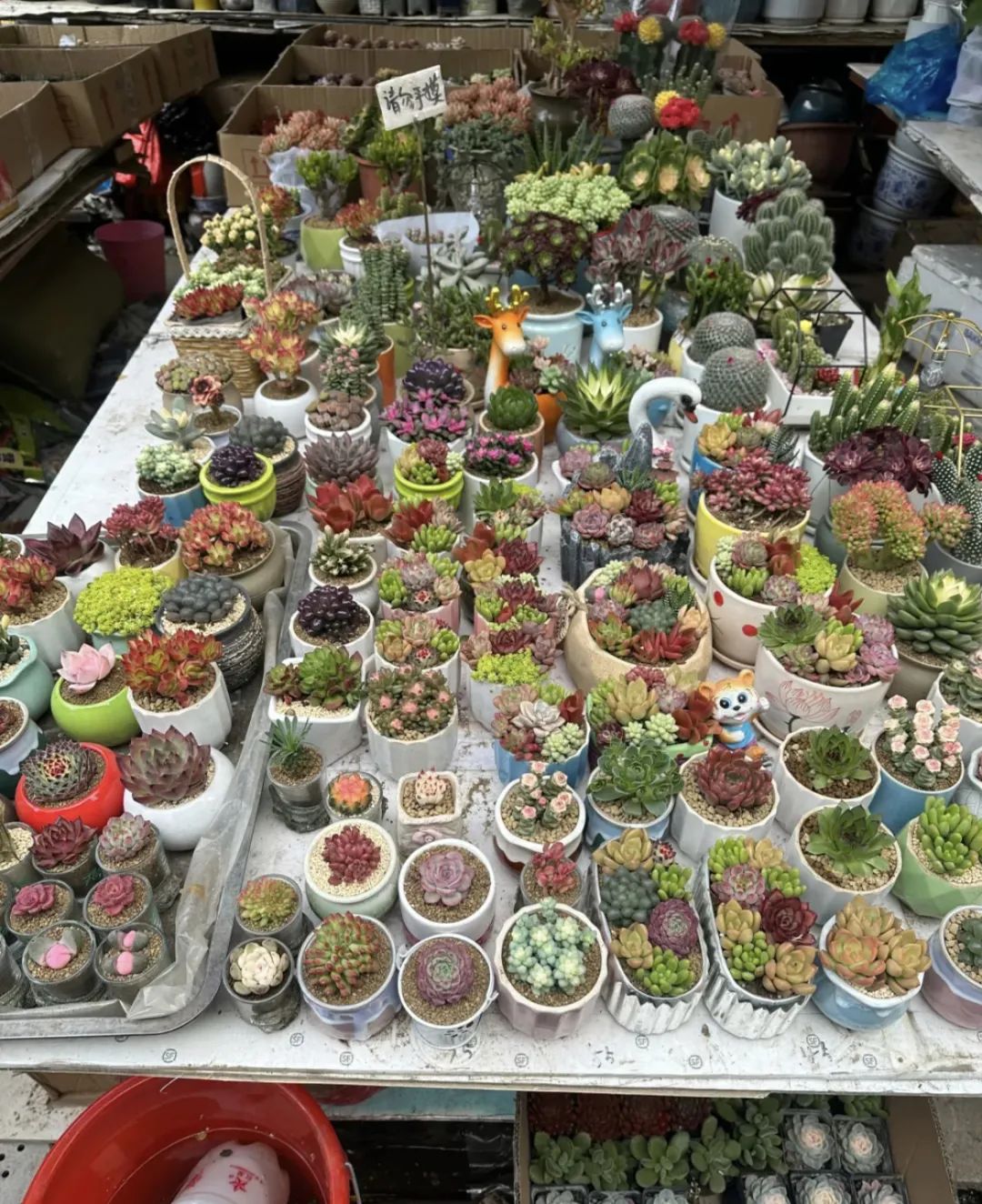 女神节将至这份礼包请收好,女神节优惠第一波来了快收好