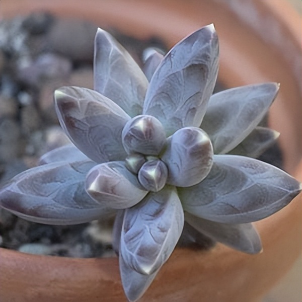 102个大类近500个多肉植物图片，都极其美丽，建议在家中也养一盆