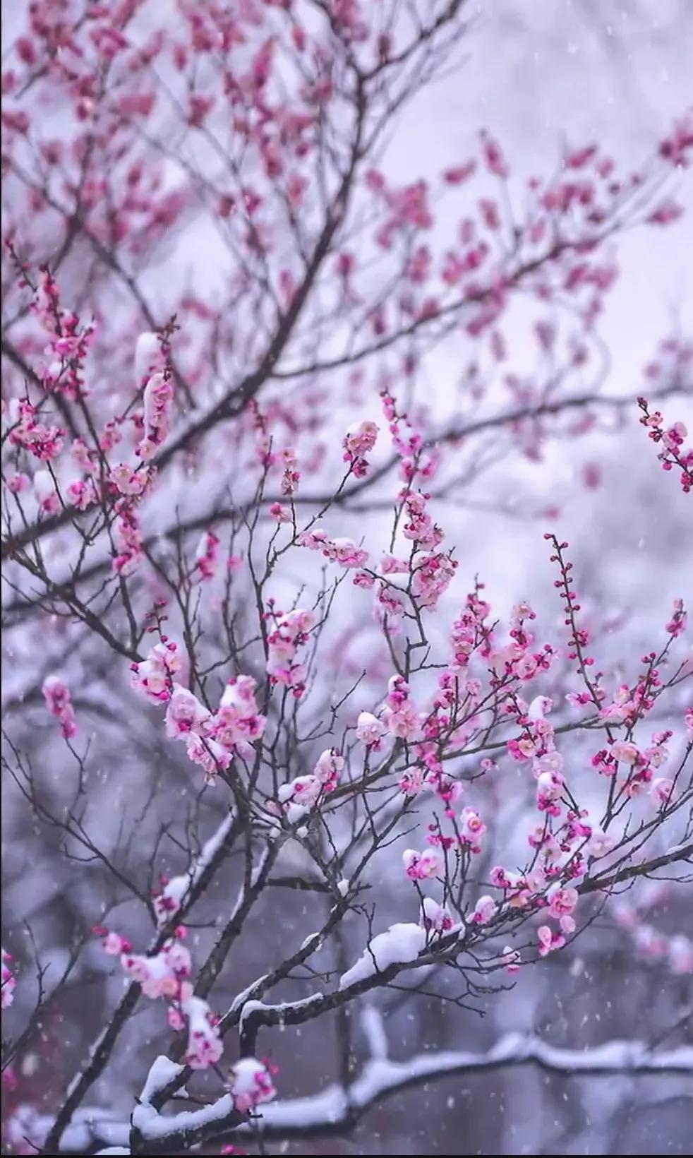 什么花高档大气好养,好养高大上漂亮有寓意的花