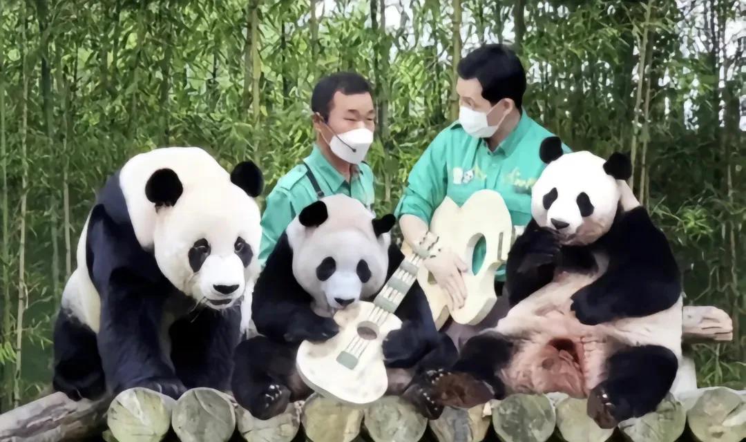 央妈也蹭热度官宣爱宝二胎，宝家族自然繁育的故事，再次开花结果