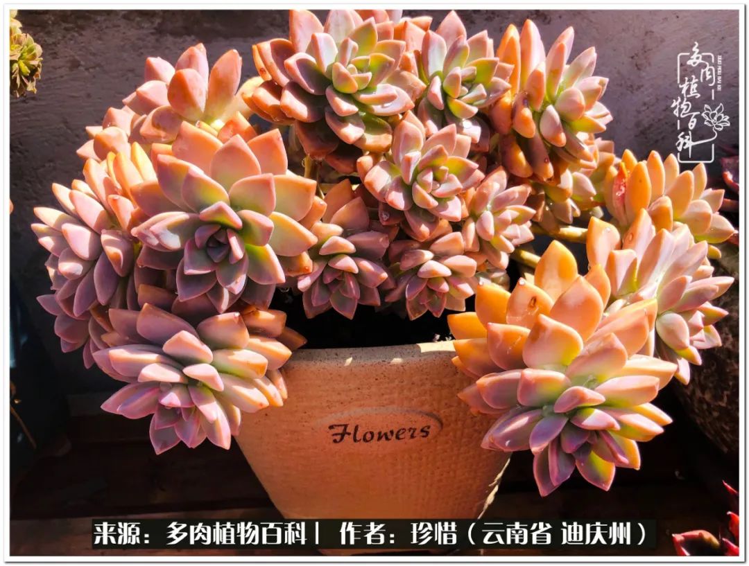 给生命一份淡然还岁月一份从容,给生命留一份洒脱的话