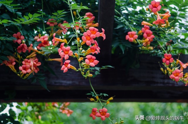 夏日里盛开的凌霄花,绚烂开放的凌霄花