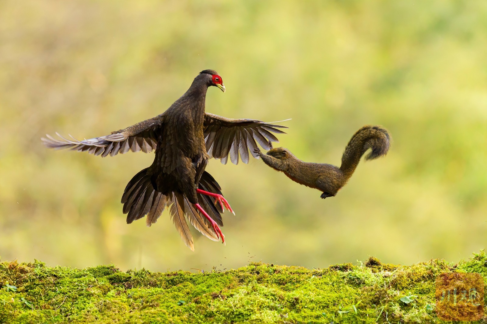 宜宾市屏山——鸟踏春色