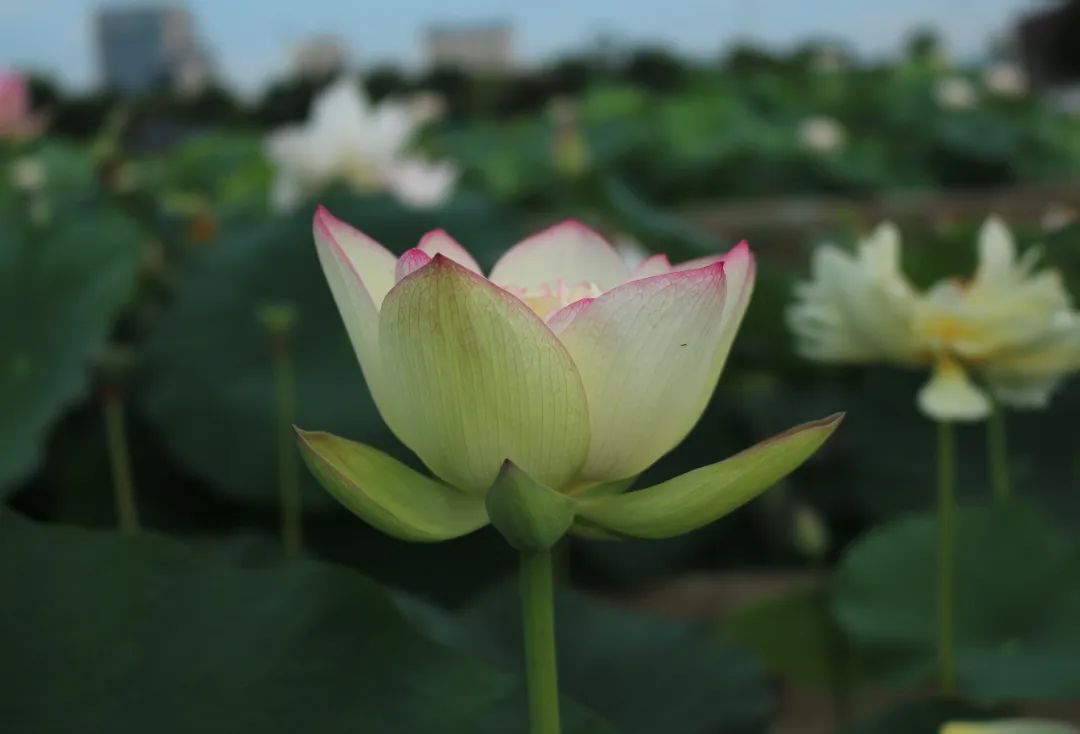 绝美的荷花品种大全图集,超好看荷花品种大型荷花
