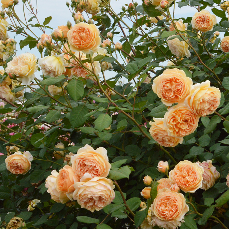 光照不足也能猛开花的藤本月季,抗病好养勤花的藤本月季品种