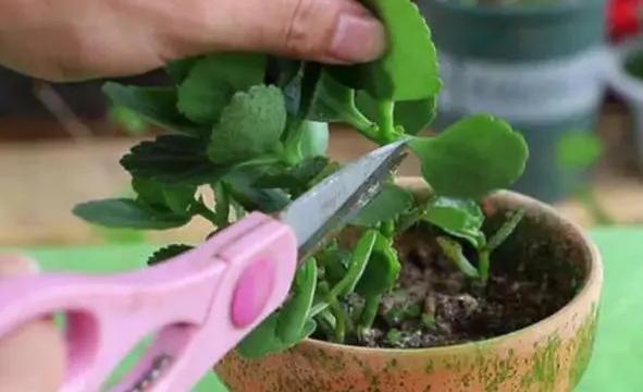 长寿花的扦插方法视频教程,长寿花扦插时间和方法图解