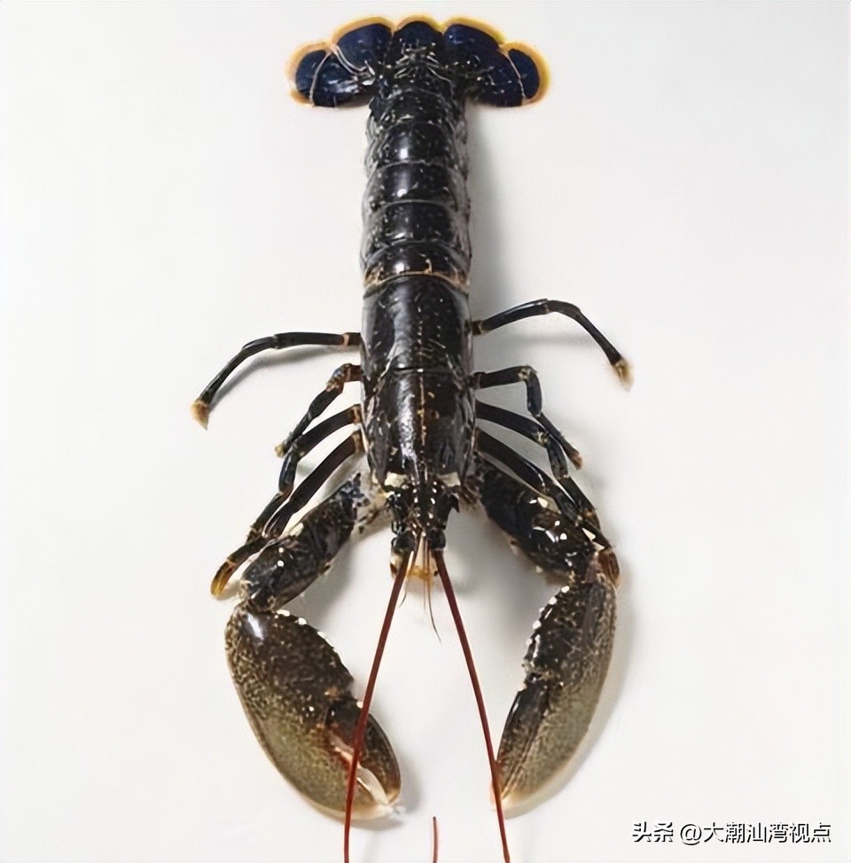 世界上各种龙虾视频介绍,世界各种龙虾价格